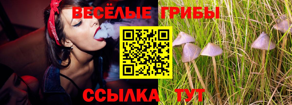 Галлюциногенные грибы Psilocybe Сорочинск